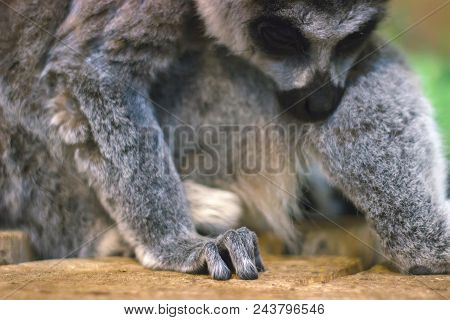 A Huddle Of Ring Tailed Lemurs Sleeping Together