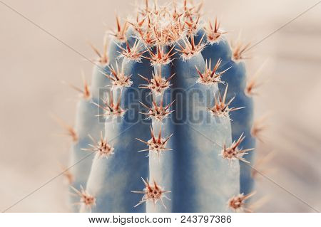 Background With Big Desert Cactus, Toned Image