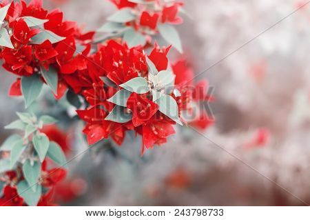 Bougainvillea Flowers. Bright Red Color, Toned Image, Dreamlike Effect