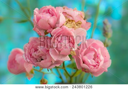 Polyantha Rose Pink Flowers 'the Fairy' Blue Background.