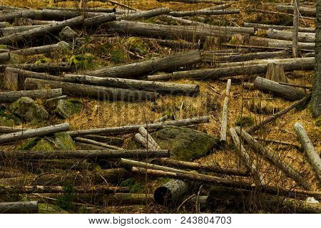 Truncated Trunks In Forest. Many Felled Trees.cut Tree Trunks In A Forest Ready For Transport.trees 