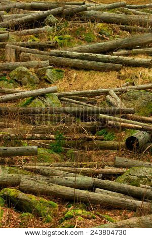 Truncated Trunks In Forest. Many Felled Trees.cut Tree Trunks In A Forest Ready For Transport.trees 