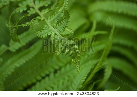 Beautiful Bright Green Fern Leaves. Textured Floral Background.