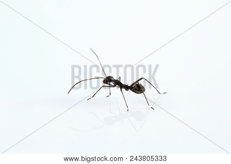 Ant Mimic Bug, Bangalore , India
