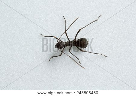 Ant Mimic Bug, Bangalore , India