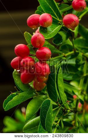 Tropical Carissa Carandas,carunda,karonda Seeds Ripe Colorful On Tree,vintage Tone.