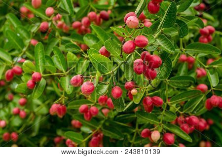Tropical Carissa Carandas,carunda,karonda Seeds Ripe Colorful On Tree,vintage Tone.