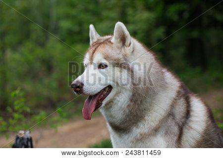Profile Portrait Of Beautiful Dog Breed Siberian Husky With Tonque Out In The Forest