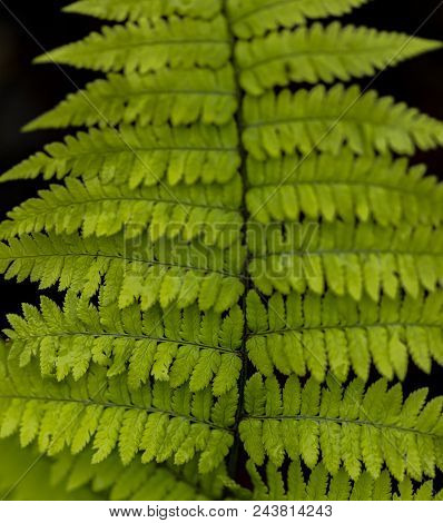 Detail Of The Wood Fern Dryopteris Remota Leaves