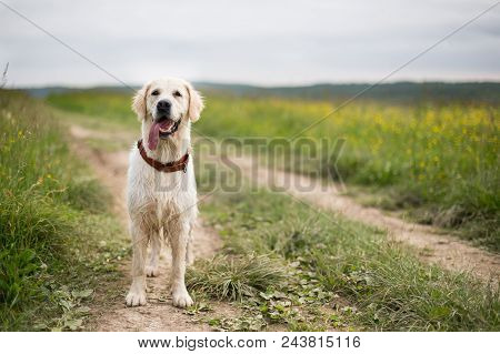 Portrait Of Happy Golden Retriever Dog With Tonque Out Standing In The Buttercup Field In Summer