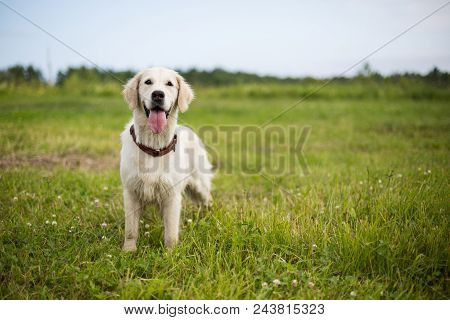 Portrait Of Happy Golden Retriever Dog With Tonque Out Standing In The Buttercup Field In Summer Sea