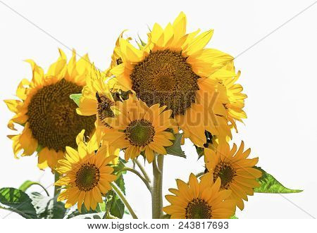 Close Up View Of Sunflower Plant Isolated On White, Back-light, Contre-jour