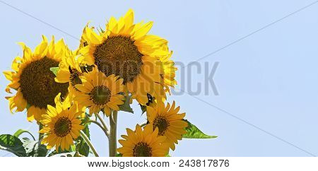 Close Up View Of Sunflower Plant Against Blue Sky Banner, Back-light, Contre-jour