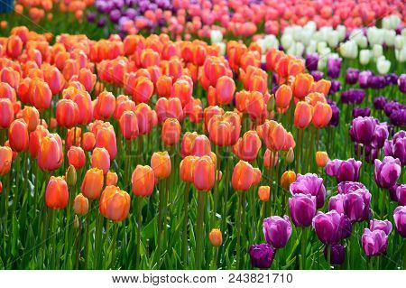 Tulip Festival