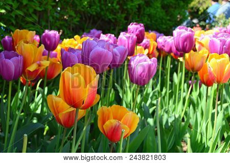 Pretty In Pink Tulips