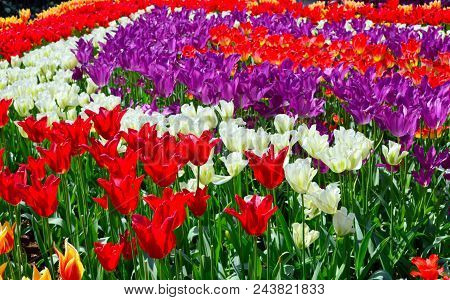Spring Mix At Skagit Valley