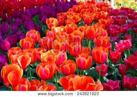 Skagit Valley Tulip Festival Mt  Vernon Wa
