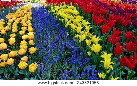 Skagit Valley Tulip Festival Mt  Vernon Wa