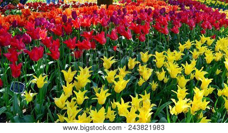 Skagit Valley Tulip Festival Mt  Vernon Wa