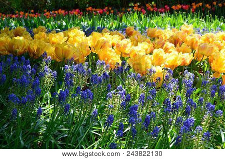 Skagit Valley Tulip Festival Mt  Vernon Wa