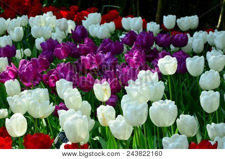 Skagit Valley Tulip Festival Mt  Vernon Wa