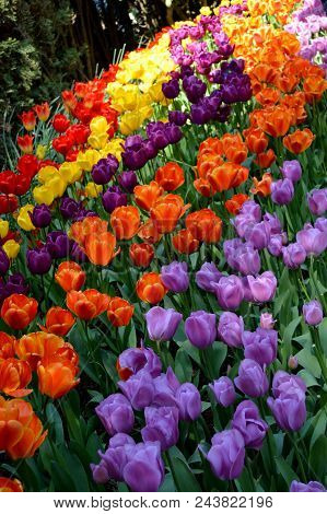 Skagit Valley Tulip Festival Mt  Vernon Wa