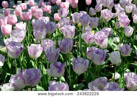 Skagit Valley Tulip Festival Mt  Vernon Wa