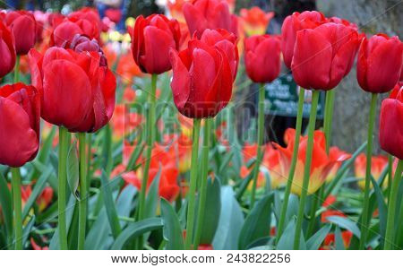 Skagit Valley Tulip Festival Mt  Vernon Wa