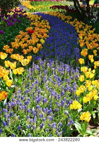 Skagit Valley Tulip Festival Mt  Vernon Wa