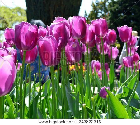 Skagit Valley Tulip Festival Mt  Vernon Wa