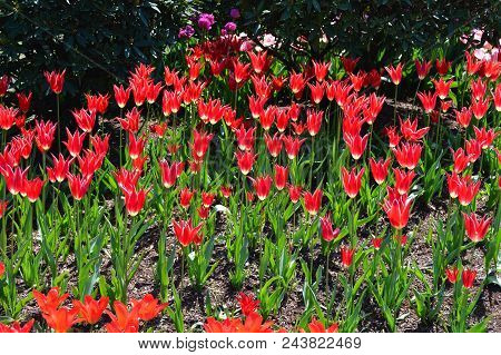 Skagit Valley Tulip Garden