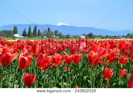 Tulip Festival In The Skagit Valley