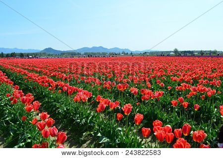 Red Tulips In The Skagit Valley