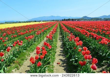 Skagit Valley In Washington