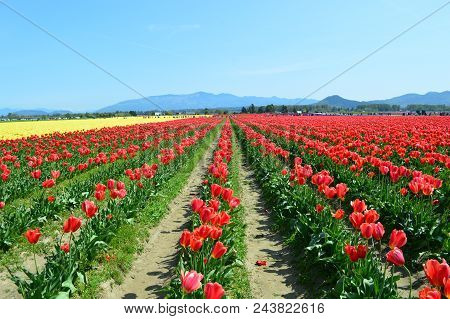 Skagit Valley Bulb Farm
