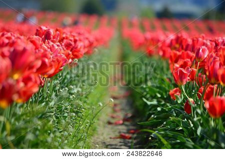 Skagit Valley Bulb Farm Red Tulips