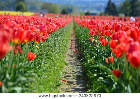 Red Tulips In Skagit Valley Bulb Farm