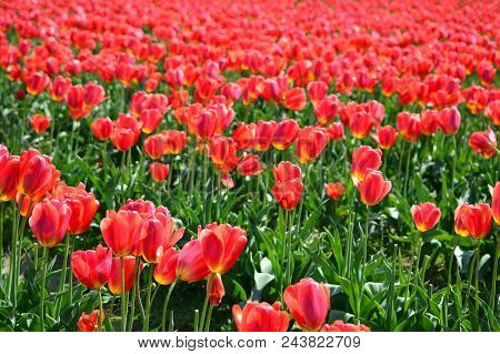 Red Tulips In Skagit Valley Bulb Farm