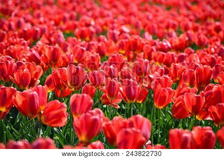 Red Tulips In Skagit Valley Bulb Farm