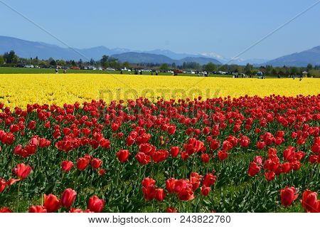 The Skagit Valley Tulip Festival Bursts With Spring Colors