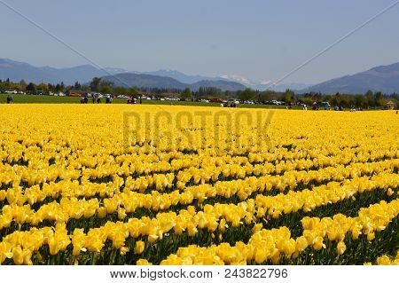 Skagit Valley Yellow Tulips