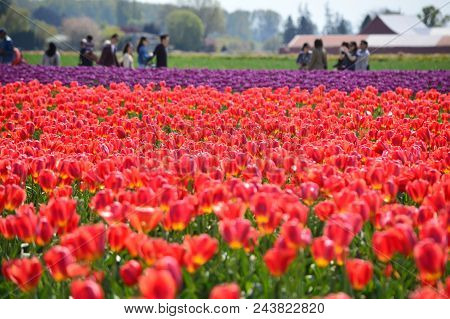 Skagit Valley Tulip Festival Bursts With Spring Colors And Crowds