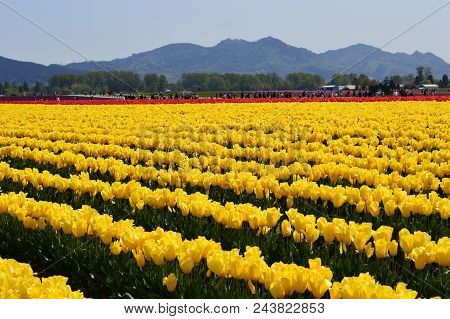 Skagit Valley Tulip Festival (mount Vernon)