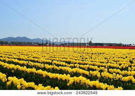 Skagit Valley Tulip Festival Yellow Tulips