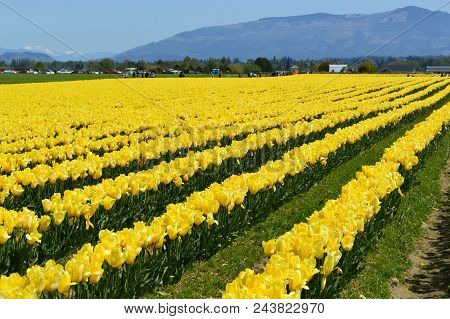 Yellow Tulips In Skagit Valley