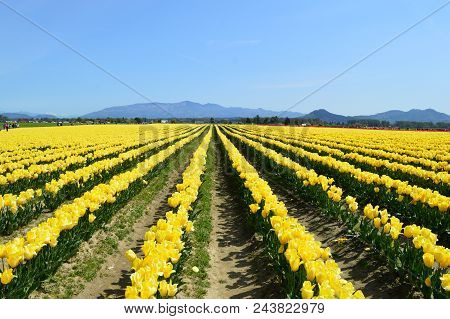 Yellow Tulips In Skagit Valley
