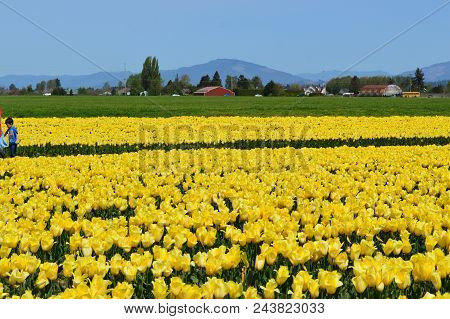 Yellow Tulips In Skagit Valley Tulip Festival