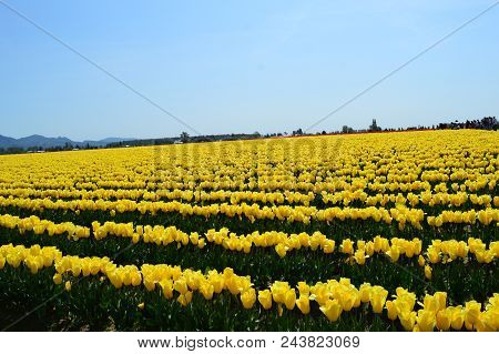 Yellow Tulips In Skagit Valley Tulip Festival