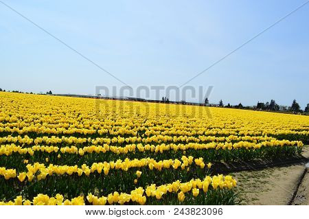 Tulip Season In Skagit Valley