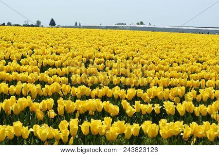 Skagit Valley Yellow Tulips